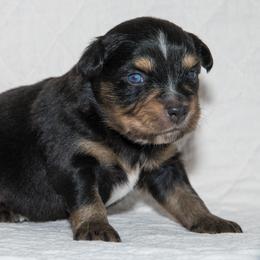Stevie Nicks - Black tri-color female Australian Shepherd puppy in Bristol, New Hampshire from NewFound Lake Aussies