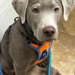 Dilute Retriever and Labrador Retriever Puppies from SmoKy Hills Labradors
