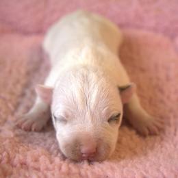 Gemma - White and tan female Parson Russell Terrier puppy in Menifee, California from Wendover Terriers