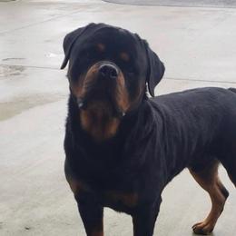 Fedor - Rottweiler