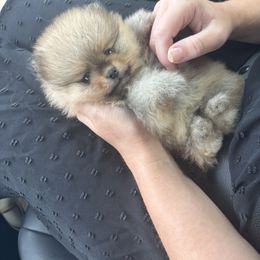 Pomeranian Puppies from Temple pomeranians
