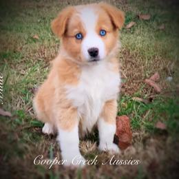 Miniature Australian Shepherd and Toy Australian Shepherd Puppies from Cooper Creek Aussies