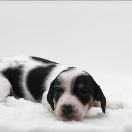 Male 4 - Piebald male Dachshund puppy in Childress, Texas from Taylor Farms