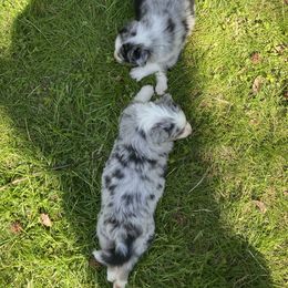 Australian Shepherd Puppies from Flying T Ranch