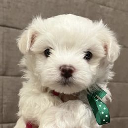 Maltese from A Town Maltese