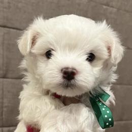 Maltese from A Town Maltese