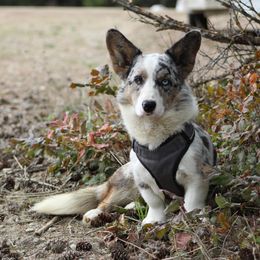 Hank - Cardigan Welsh Corgi