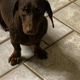 Lucie - Dachshund