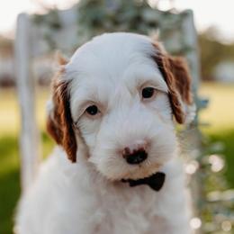 Brimsley - Parti male Goldendoodle puppy in Old River Winfree, Texas from RadDoodles