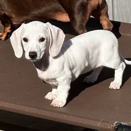 Dachshund Puppies from Empire's Dachshunds