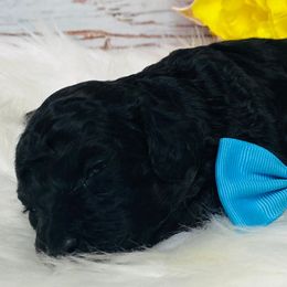 Halite. AKC. Clear - Black female Poodle puppy in Nixa, Missouri from Family Poodles