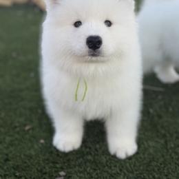 Labrador Retriever and Samoyed Puppies from Carefree Samoyeds & Deserthills Labradors