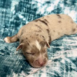 Boone - Red merle male Australian Shepherd puppy in Oxford, Florida from SoCo Aussies