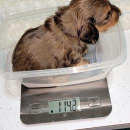 Dachshund Puppies from CLARK'S BREEDING PROGRAM