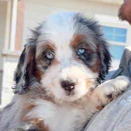 Lyric - Blue merle female Bernedoodle puppy in Fleming, Colorado from Vandenbark Doodles