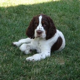 English Springer Spaniel Puppies from WorleyByrd Springers