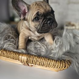 Neve - French Bulldog puppy from Riggins Mastiffs and Danes