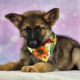 German Shepherd Puppies from Raven Oak's Shepherds