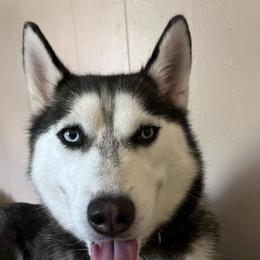 Siberian Huskies from Southern Crown Siberian huskies