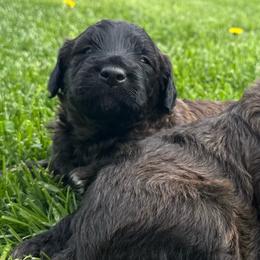 Pedro - Red male Bordoodle puppy in Canfield, Ohio from Poo's Doo's & Inu's
