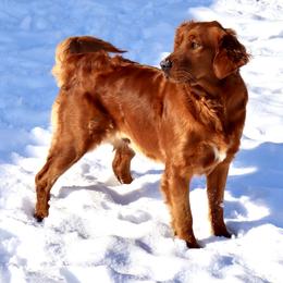 Golden Retriever and Miniature Australian Shepherd All Grown Up from Raised Right Pups