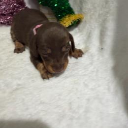 Pink collar short hair - Chocolate female Dachshund puppy in Pleasant Plains, Arkansas from JGBs Silver Spur Dachshunds