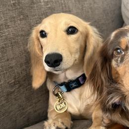 Dachshunds and Golden Retrievers from Grove Haven Canines