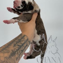 Igor - Harlequin male Great Dane puppy in Michigan from Ohana Great Danes of Michigan