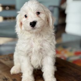 Jack - Black and white male Bernedoodle puppy in Denver, Pennsylvania from Redcay's Mini Bernedoodles