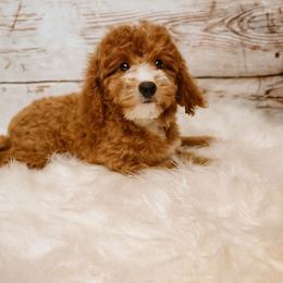 Cherry - Poodle