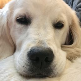 Golden Retriever and Goldendoodle Puppies from Lewis Goldens