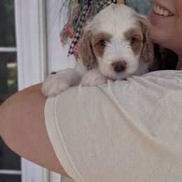 Duke - Parti male Goldendoodle puppy in Palestine, Texas from KK's Doodle Bunch