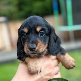 Mount Rainier - Black and tan male Dachshund puppy in Bonney Lake, Washington from HP Dachs