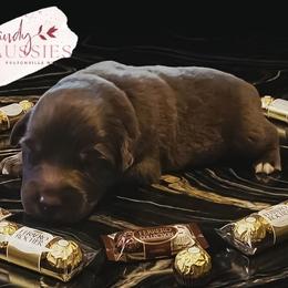 Ferrero - Red tri-color male Australian Shepherd puppy in Fultonville, New York from Sandy Aussies & Pomeranians
