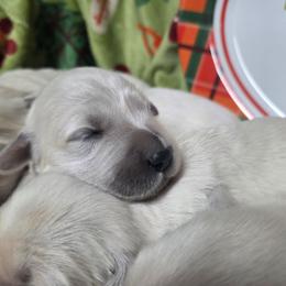 Luna Girl 6 - Light golden female Golden Retriever puppy in Niles, Michigan from Composer Goldens
