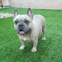 Diamond - French Bulldog