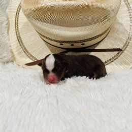 'Tuck' - Red tri-color male Australian Shepherd puppy in Durand, Wisconsin from Larson’s Legacy Aussome Aussie Kennels