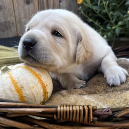 Rusty - Labrador Retriever puppy from Limestone Labradors