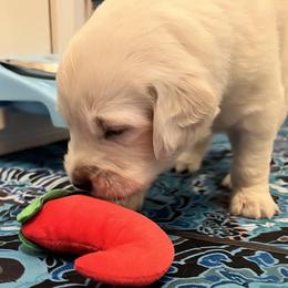 Blue collar - Light golden male Golden Retriever puppy in Ingleside, Texas from Sweetbay Goldens