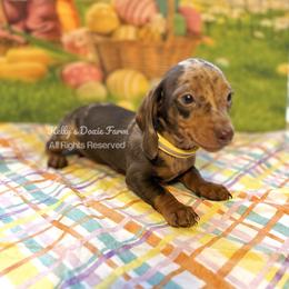 Chocolate and Tan Dapple Female Smooth Yellow Collar - Chocolate and tan female Dachshund puppy in Cleveland, Tennessee from Kelly's Doxie Farm