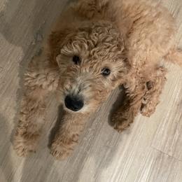 Goldendoodle All Grown Up from Dawnie’s Doodles