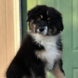 H - Black tri-color male Australian Shepherd puppy in Terrebonne, Oregon from Storybrooke Australian Shepherds