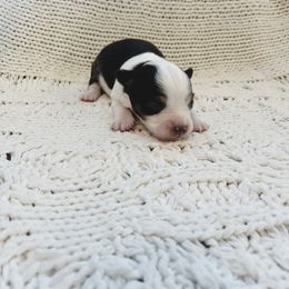 Toy Australian Shepherd puppies from Kristy’s Kennels