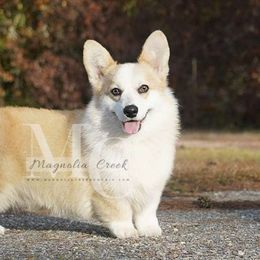Hype - Pembroke Welsh Corgi
