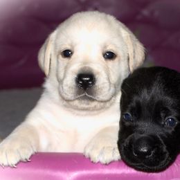 Labrador Retriever Puppies from Reeds Sunset Acres
