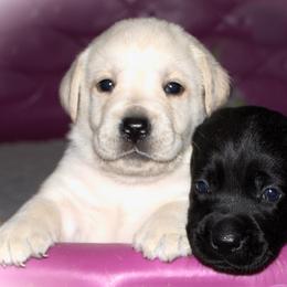 Labrador Retriever Puppies from Reeds Sunset Acres
