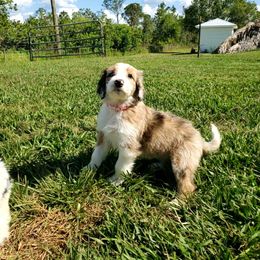 Aussiedoodle Puppies from Southwest Florida Doodles
