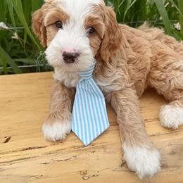 Australian Labradoodle, Double Doodle, and Goldendoodle Puppies from Blessed Day Doodles