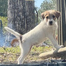 Deep Creek Apple Brown Betty - White and tan female Parson Russell Terrier puppy in Timberlake, North Carolina from Deep Creek Welsh Farm