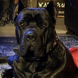 Cane Corso from Big Thunder Cane Corso